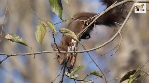 Squirrel and hackberry -Celtis australis- - Scoiattolo sul Bagolaro (Sciurus vulgaris)