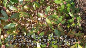 천연 마취작용이 있어 단 몇분만에 아픈통증을 경감시켜주고 좌골신경통에 특효제로 쓰이는 약초