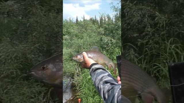 1514 Крупная Рыба Хариус #дмитрийяков #рыбалка #тайга #fishing #hunting #хариус #выживалово #лес