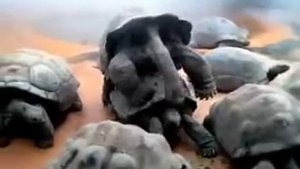 Говорящая черепаха!