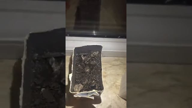 6 Часть Выращивание фисташкового дерева How to grow pistachio Part 6 смотреть онлайн