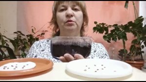 проращиваю семена гуаявы двумя способами
