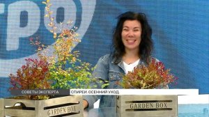 Спиреи: обрезка и уход осенью