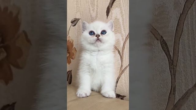 #синие #голубыеглаза #шиншилла #котенок #котик #лето2023 #котики #породистые_кошки