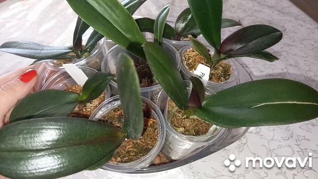 БЕШЕНЫЙ РОСТ ОРХИДЕЙ 1.7. СКОРОЕ ЦВЕТЕНИЕ,если знать некоторые нюансы...