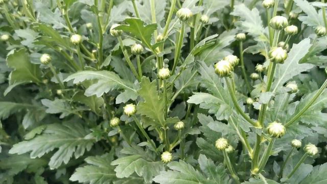 Krizantém смотреть онлайн