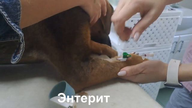 Новогодний подарок луганскому приюту "Ковчег" - 30.12.2023 смотреть онлайн