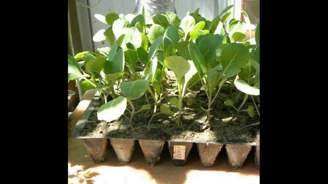 18 мая День Арины Капустницы. Что категорически нельзя делать в этот день. Народные приметы. смотреть онлайн