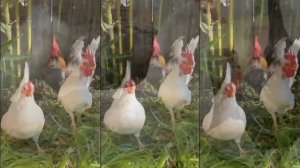 FUNNY CHICKEN DANCE 4 | Chicken Song & Chicken Videos 2023 | Coco Remix