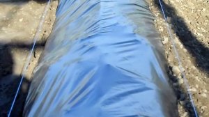 Посадка привитых черенков винограда в школку.