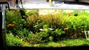 Коряги в аквариум своими руками и эксперимент с корягой с корой. Часть 1