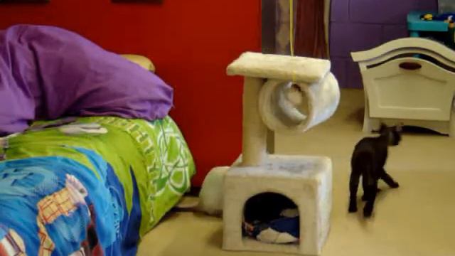 Having Fun With Cats Part 5 смотреть онлайн