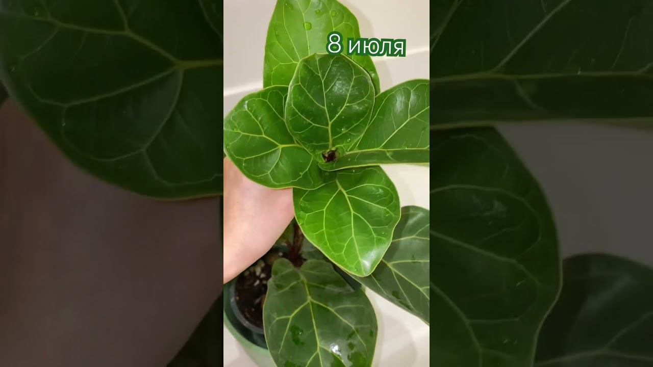 Черенкование фикуса Лираты бомбино #комнатныерастения #plants #plantlover #plantlover