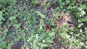 Южный таракан в центре Москвы.