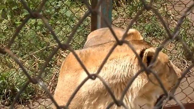 Харбин-тигры 2 смотреть онлайн