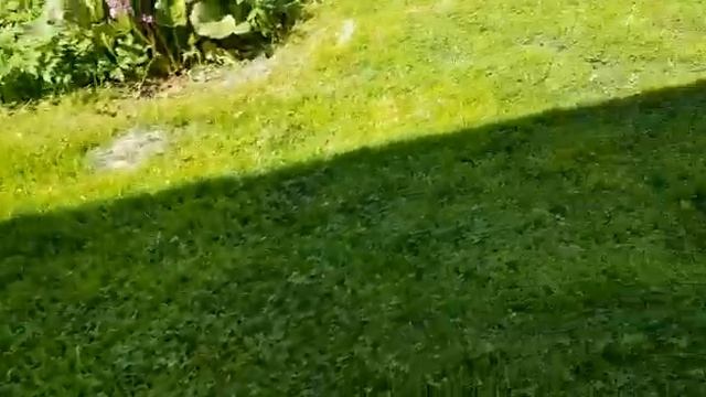 Смешные животные. Как Шелька веселится на даче. смотреть онлайн