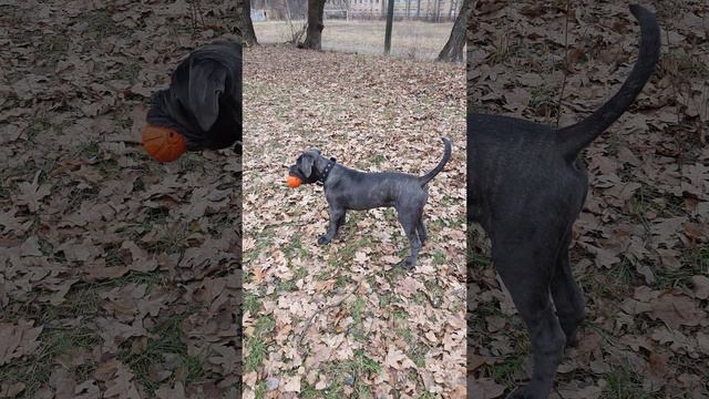 Cane Corso Зевс! Четыри месяца. Всес 21 кг.01.01.2024