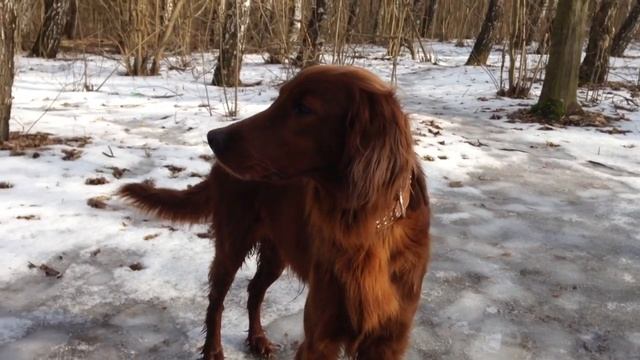 Красотка Джесси . Ирландский сеттер смотреть онлайн