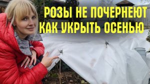 ХВАТИТ ПРИДУМЫВАТЬ! Только ТРИ ШАГА для УКРЫТИЯ! Чем и когда УКРЫВАТЬ РОЗЫ ОСЕНЬЮ