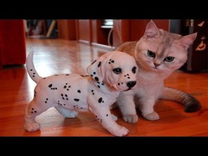 лучшая подборка смешных животных кошек и собак(мемы) #57