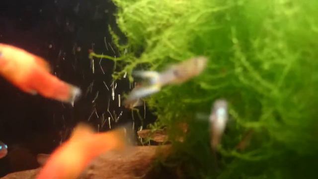 Папа Сом, его семья,живородящие рыбки и креветосы. Аквариум. Мальки. смотреть онлайн