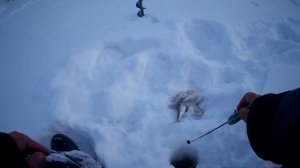 Ловля чебака на безмотылку