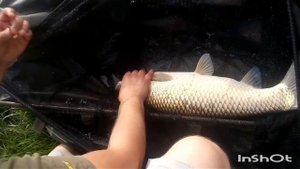 ВОТ ЭТО РЫБАЛКА " УДАЧА" НОВОНИКОЛЬСКОЕ ШАХОВСКОЙ Р-ОН ПОДМОСКОВЬЕ