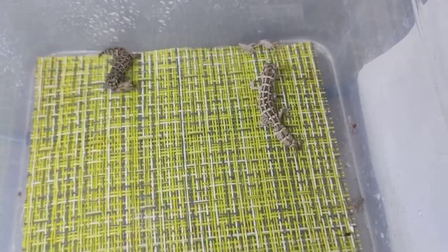 Кормление малышей гадюковых гекконов смотреть онлайн