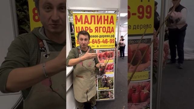 Самая вкусная малина от питомника Школьный Сад; Карамелька, Самохвал, Малиновая Гряда, Похвалинка