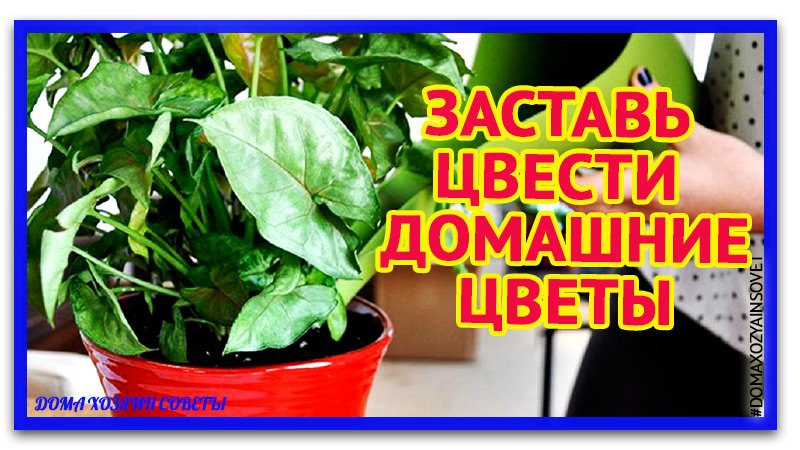 Как заставить цвести домашние цветы.