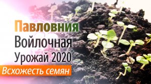 Всхожесть семян Павловнии Войлочной Урожай 2020