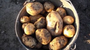 Купить Семенной Картофель Адретта Почтой Наложенным Платежом