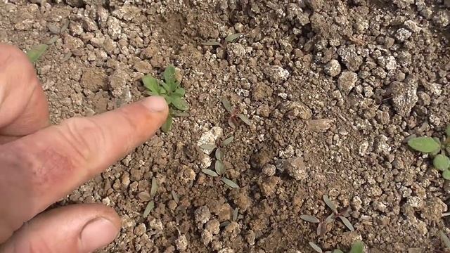 Картофель без сорняков (Гезагард) смотреть онлайн