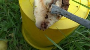 Грушевая огневка