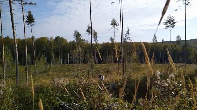 Вилигодский район Вахта с 2 по 14 сентября Лесохозяйка.Часть первая посадка саженцев. смотреть онлайн