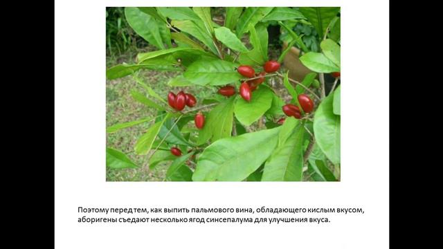 Ягоды синсепалума смотреть онлайн