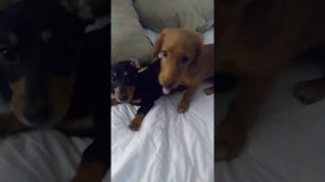 DACHSHUNDS PLAYING ROUGH