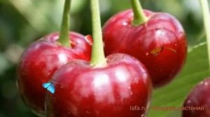 Вишня обыкновенная Радонеж (radonezh radonezh) ? Радонеж обзор: как сажать, саженцы вишни Радонеж