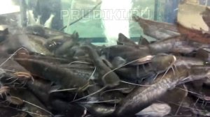 НАСТОЯЩИЙ СОМ ДЛЯ ПРУДА НА ДАЧЕ!