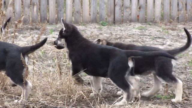 Щенки восточно-европейской овчарки, 2месяца смотреть онлайн