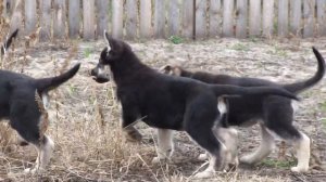 Щенки восточно-европейской овчарки, 2месяца