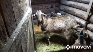 Продажа животных.