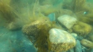 Заплыв в Баренцевом море у Двух Братьев на Среднем