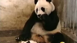 Панда чихает