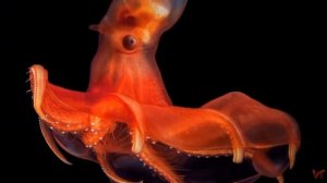 Адский вампир (лат.  Vampyroteuthis infernalis)