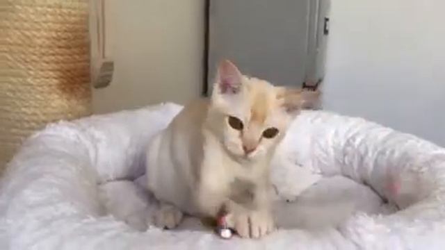 Aldis Kir смотреть онлайн