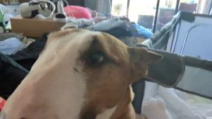 Бультерьер Тедди хочет на ручки .вместе с малышом..) Bull terrier wants to get on hands like a baby