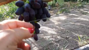 Первенец. Ранние сорта винограда.
