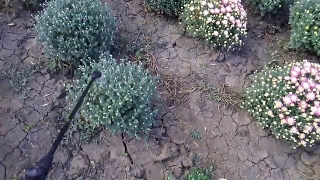 Почему сохнет хризантема? Вторая подкормка и очередная волна продаж смотреть онлайн