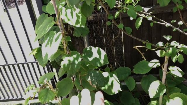 How To Grow A Kiwi Tree or Vine From Seed - 24 Months смотреть онлайн